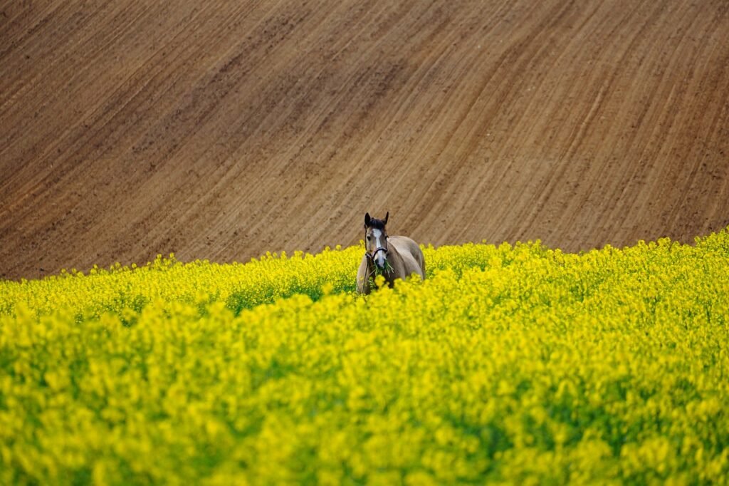 horse, field of rapeseeds, field