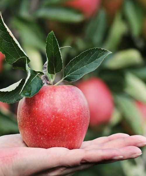 apple, red, hand