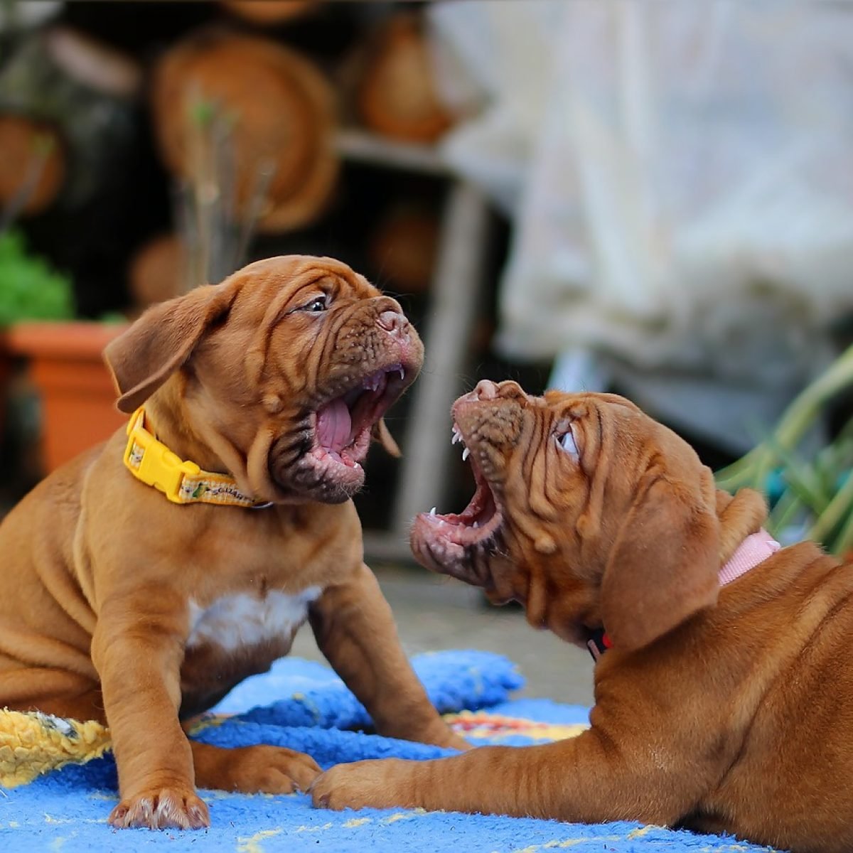 dog, dogue de bordeaux, mastiff