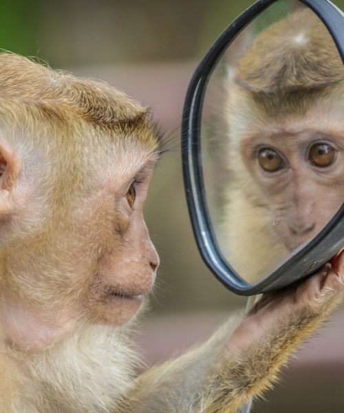 monkey, mirror, stare