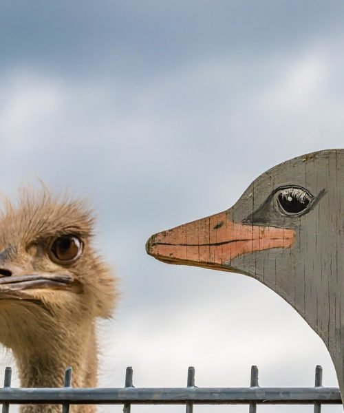 ostrich, animal, bird